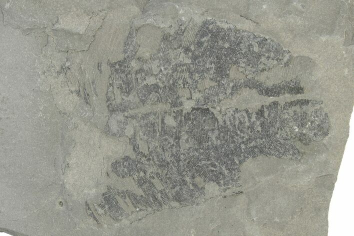 Silurian Conulariid (Conularia) Fossil - New York #232093